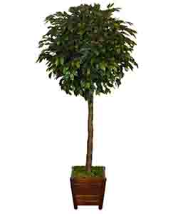 FICUS GREEN 170 CM POTTED